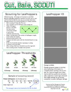 Cut, Bale, SCOUT! Scouting for Leafhoppers Leafhopper ID  Weekly Scouting – 20 sweeps at 5 locations in each field
