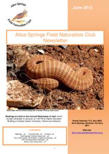 June[removed]Alice Springs Field Naturalists Club Newsletter  Death Adder with his knitted looking skin at Sonder; Photo by Dave Sutton