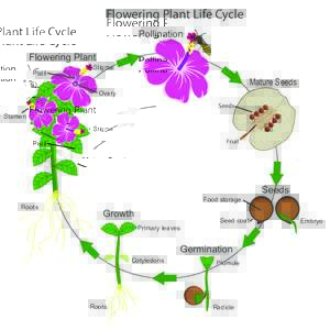 flowering plant life cycle