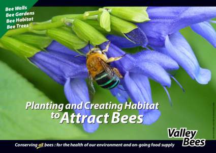 blue-banded solitary by dianne clarke  Bee Walls Bee Gardens Bee Habitat Bee Trees