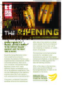 THE ripening OF AN EQUAL EXCHANGE BANANA BANANA RIPENING IS A SCIENCE. GETTING A BANANA TO THE PERFECT YELLOW