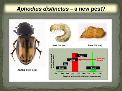Aphodius distinctus – a new pest?  Green shows peak activity of adults  Larva (3-4 mm)