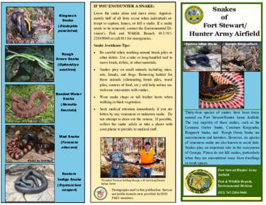 IF YOU ENCOUNTER A SNAKE: Ringneck Snake (Diadophis punctatus)