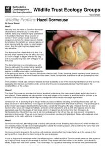Wildlife Trust Ecology Groups Topic Sheet Wildlife Profiles: Hazel Dormouse By Henry Stanier What?