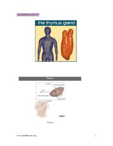 Anatomy and Physiology  Thymus