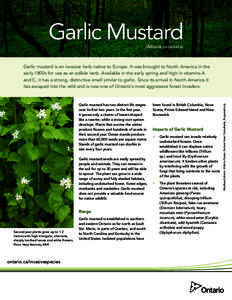Garlic Mustard (Alliaria petiolata) Garlic mustard has two distinct life stages over its first two years. In the first year, it grows only a cluster of leaves shaped