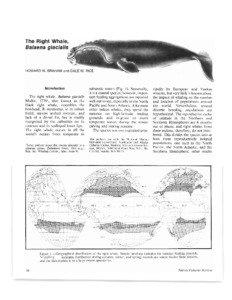 The Right Whale, Balaena glacialis