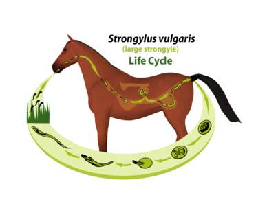 Strongylus vulgaris (large strongyle) Life Cycle  
