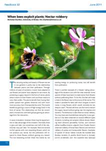 Feedback 50  June 2011 When bees exploit plants: Nectar robbery