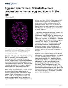 Egg and sperm race: Scientists create precursors to human egg and sperm in the lab