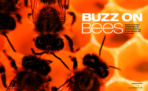 BUZZ ON  Bees Syngenta is committed to maintaining healthy bee