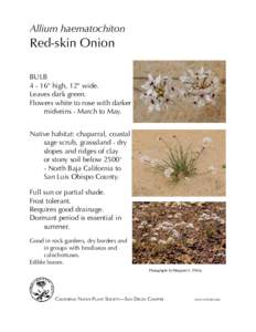 Allium haematochiton  Red-skin Onion Bulb