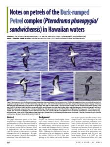Notes on petrels of the Dark-rumped Petrel complex (Pterodroma phaeopygia/ sandwichensis) in Hawaiian waters PETER PYLE • THE INSTITUTE FOR BIRD POPULATIONS • P. O. BOX 1346, POINT REYES STATION, CALIFORNIA 94956 •