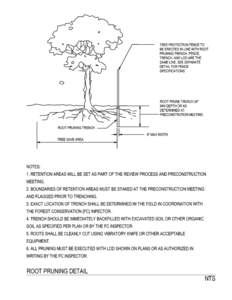 TREE PROTECTION FENCE TO BE ERECTED IN LINE WITH ROOT PRUNING TRENCH. FENCE, TRENCH, AND LOD ARE THE SAME LINE. SEE SEPARATE DETAIL FOR FENCE