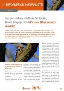 information naturaliste Faune Les espaces naturels sensibles du Pas-de-Calais, témoins de la progression du Pic mar (Dendrocops medius)