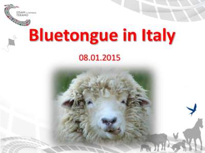 Bluetongue Epidemiological situation in Italy