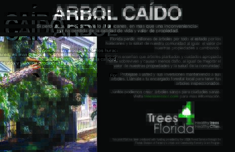 ARBOL CAÍDO Si perdiste un árbol durante los huracanes, en mas que una inconvenienciaes una perdida de la calidad de vida y valor de propiedad. Florida perdió millones de árboles por todo el estado por los huracanes 