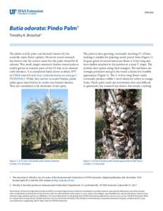 ENH264  Butia odorata: Pindo Palm1 Timothy K. Broschat2  The pindo or jelly palm was formerly known by the