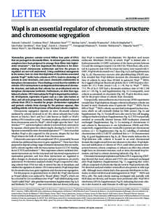 LETTER  doi:[removed]nature12471 Wapl is an essential regulator of chromatin structure and chromosome segregation
