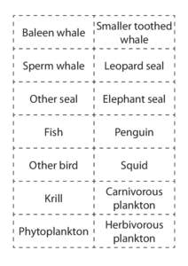 Smaller toothed Baleen whale whale Sperm whale  Leopard seal
