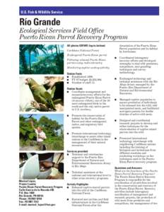 U.S. Fish & Wildlife Service  Río Grande Ecological Services Field Office Puerto Rican Parrot Recovery Program All photos USFWS (top to bottom)