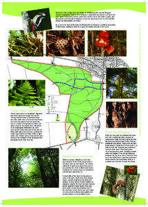 Dead but alive  So as part of its work at Backmuir, the Woodland Trust Scotland is careful to leave plenty