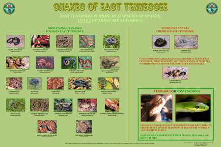 SNAKES Of east tennessee EAST TENNESSEE IS HOME TO 23 SPECIES OF SNAKES; ONLY 2 OF THESE ARE VENOMOUS. VENOMOUS SNAKES FOUND IN EAST TENNESSEE
