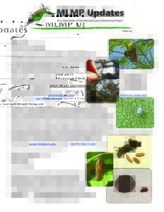 Phyla / Protostome / Apicomplexa / Ophryocystis elektroscirrha / Monarch / Queen / Asclepias asperula / Parasitism / Caterpillar / Pollinators / Lepidoptera / Danaus
