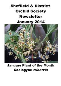 Sheffield & District Orchid Society Newsletter JanuaryJanuary Plant of the Month