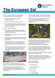 The European Eel Factsheet 5 The Eel - Interesting facts and figures The eel has fascinating historical significance: •
