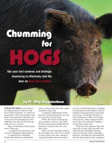 Chumming for HOGS  Use your trail-cameras and strategic
