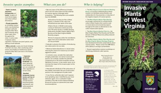 WVDNR WILDLIFE RESOURCES SECTION  Invasive species examples: What can you do?