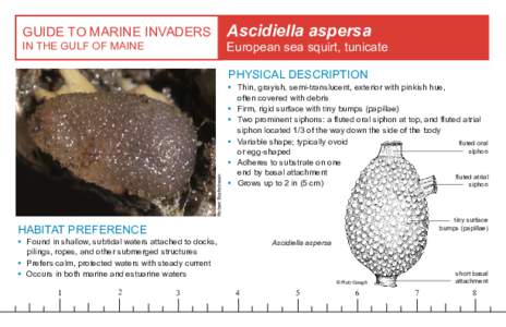Ascidiella aspersa  GUIDE TO MARINE INVADERS IN THE GULF OF MAINE  European sea squirt, tunicate