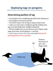 Deploying tags on penguins (Barbara Wienecke, Australian Antarctic Division, ) Determining position of tag • put penguin into a weighing bag with head sticking out • put penguin into prone 