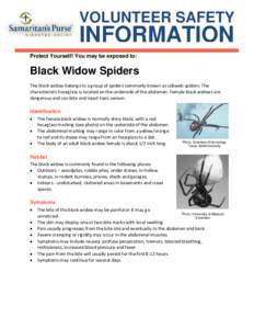 VOLUNTEER SAFETY  INFORMATION Protect Yourself! You may be exposed to:  Black Widow Spiders