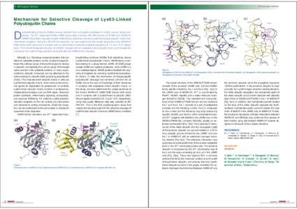 6 Biological Science  PF Activity Report 2008 #26 Mechanism for Selective Cleavage of Lys63-Linked Polyubiquitin Chains
