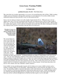 Green Scene: Watching Wildlife By Elaine Golds (published December 30, 2011 – The TriCity News) This winter there are excellent opportunities to see snowy owls around Boundary Bay in Delta. While watching wildlife can 