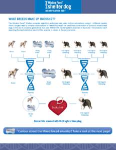 WHAT BREEDS MAKE UP BUCKSHOT? The Wisdom Panel® Shelter computer algorithm performed over seven million calculations using 11 different models (from a single breed to complex combinations of breeds) to predict the most 