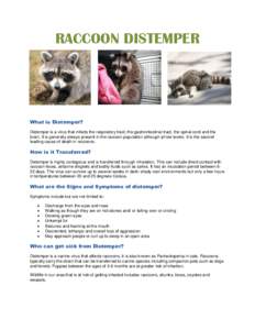 RACCOON DISTEMPER  What is Distemper? Distemper is a virus that infects the respiratory tract, the gastrointestinal tract, the spinal cord and the brain. It is generally always present in the raccoon population although 