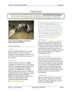 South Carolina Species Information  Opossums Opossums Prepared by the National Wildlife Control Training Program. http://WildlifeControlTraining.com