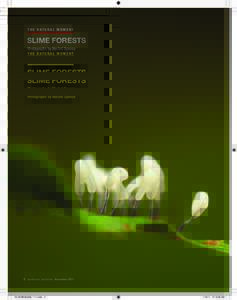 t h e n at u r a l m o m e n t  Slime Forests Photographs by Machel Spence  2