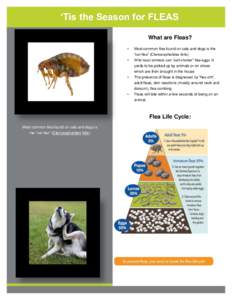 ‘Tis the Season for FLEAS What are Fleas? • Most common flea found on cats and dogs is the “cat flea” (Ctenocephalides felis)