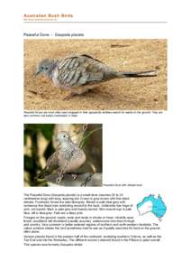 Peaceful Dove / Ornithology / Southeast Asia / Zebra Dove / Columbidae / Sibley-Monroe checklist 6 / Geopelia / Birds of Western Australia / Fauna of Asia