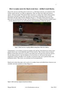 1  How to make nests for black resin bees – drilled wood blocks. Megachile punctata and Megachile lucidiventris, or the black resin bee, are common to the Sydney region and are very alike in appearance. They are black 