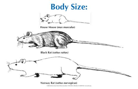 Body Size: House Mouse (mus musculus) Black Rat (rattus rattus)  Norway Rat (rattus norvegicus)