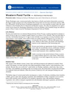 AQUATIC LANDS HABITAT CONSERVATION PLAN — Species Spotlight  Western Pond Turtle — Actinemys marmorata
