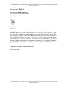 Amaranth XVI - Tarnished Plant Bugs