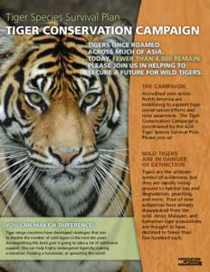 Tiger Species Survival Plan  TIGER CONSERVATION CAMPAIGN TIGERS ONCE ROAMED ACROSS MUCH OF ASIA. TODAY, FEWER THAN 4,000 REMAIN.