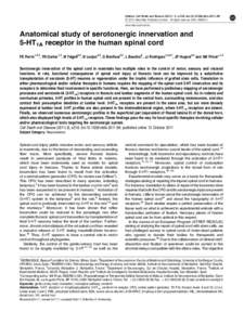 Anatomical study of serotonergic innervation and 5-HT1A receptor in the human spinal cord