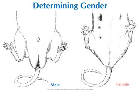 Determining Gender  Male © 2004 American Fancy Rat and Mouse Association • 9230 64th St., Riverside, CA • www.afrma.org  Female
